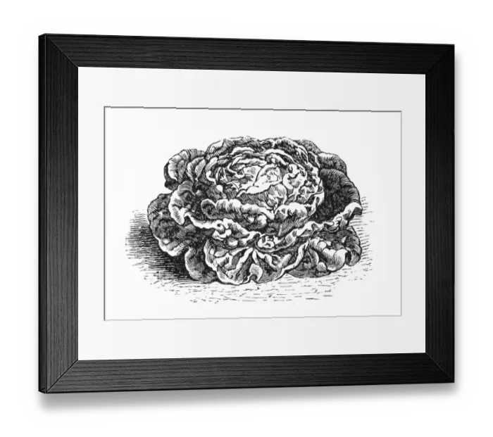 Framed Print : Cabbage. Illustration of a Cabbage Framed Print : Cabbage. Illustration of a Cabbage