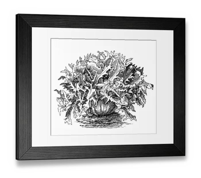 Framed Print : Wide, green, curly Cassel Framed Print : Wide, green, curly Cassel