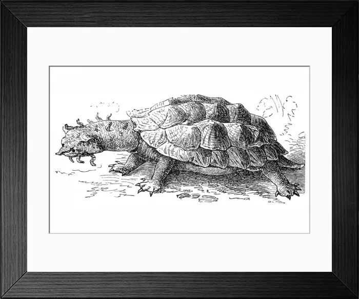 Framed Print : Matamata (Chelys fimbriata) Framed Print : Matamata (Chelys fimbriata)