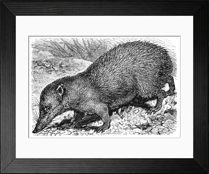 Framed Print : Tenrec (Centetes ecaudatus) Framed Print : Tenrec (Centetes ecaudatus)