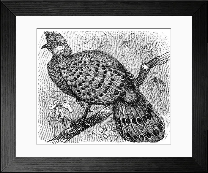 Framed Print : Grey Peacock-Pheasant old illustration (Polyplectron bicalcaratum) Framed Print : Grey Peacock-Pheasant old illustration (Polyplectron bicalcaratum)