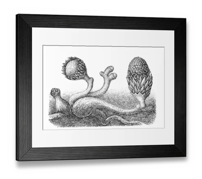 Framed Print : Langsdorffia hypogea Framed Print : Langsdorffia hypogea