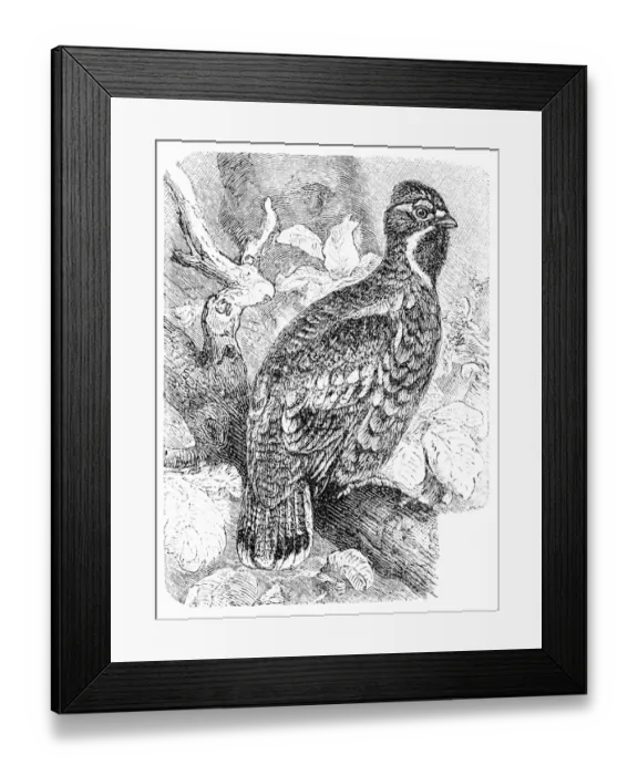 Framed Print : Hazel Grouse or Hazel Hen - Tetrastes bonasia Framed Print : Hazel Grouse or Hazel Hen - Tetrastes bonasia