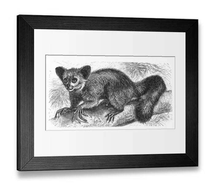 Framed Print : The Aye-aye, lemur or Daubentonia madagascariensis Framed Print : The Aye-aye, lemur or Daubentonia madagascariensis