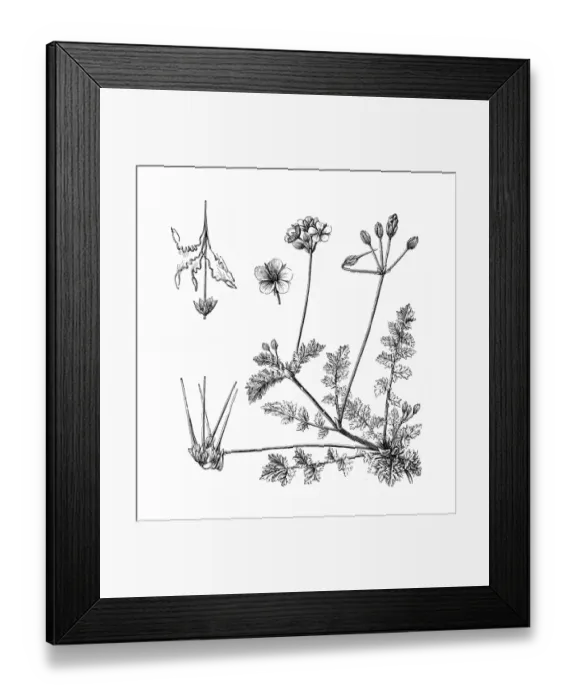 Framed Print : Common Stork s-bill or Redstem Filaree or Erodium cicutarium Framed Print : Common Stork s-bill or Redstem Filaree or Erodium cicutarium