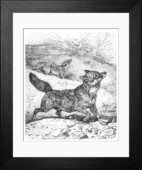 Framed Print : Coyote or Canis latrans or American jackal or Prairie wolf