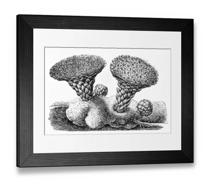 Framed Print : Scybalium fungiforme Framed Print : Scybalium fungiforme