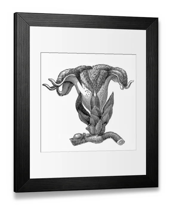 Framed Print : Brugmansia zippelii Framed Print : Brugmansia zippelii