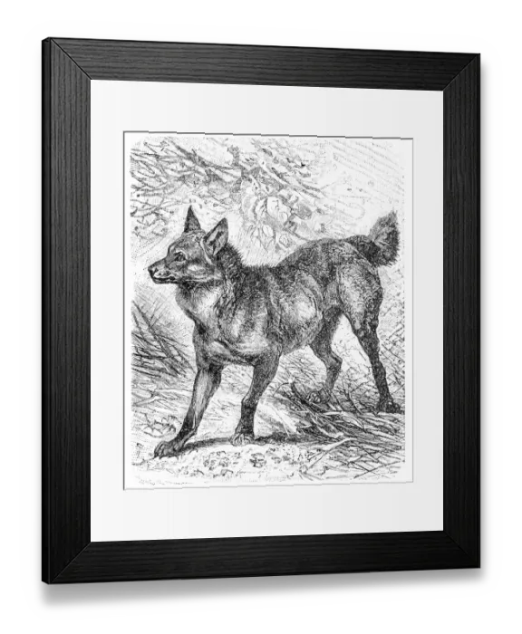 Framed Print : Maned wolf (Canis jubatus) Framed Print : Maned wolf (Canis jubatus)