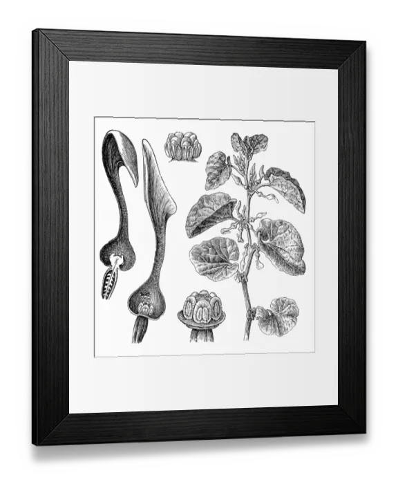 Framed Print : Aristolochia clematitis