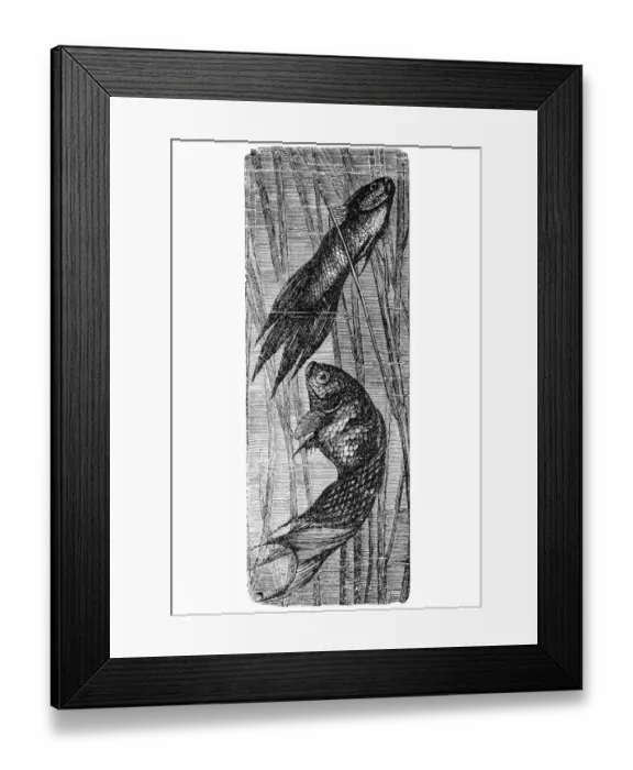 Framed Print : Polyacanthus viridi-auratus Framed Print : Polyacanthus viridi-auratus