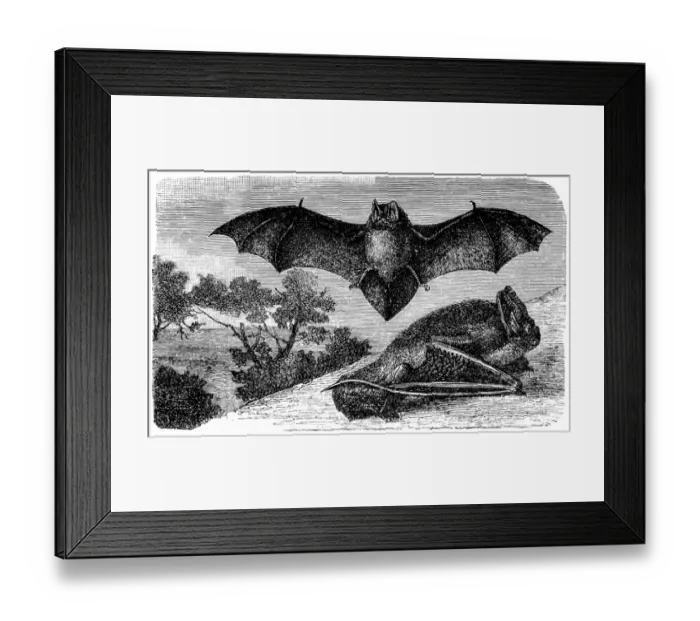 Framed Print : Barbastelle (Synotus barbastellus) Framed Print : Barbastelle (Synotus barbastellus)