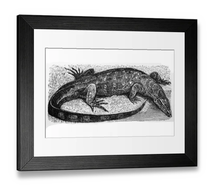 Framed Print : Nile monitor (Varanus niloticus) Framed Print : Nile monitor (Varanus niloticus)