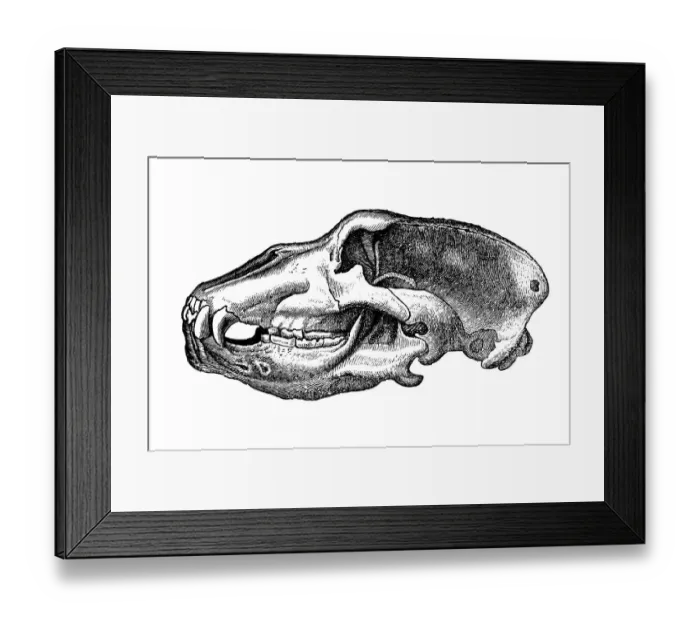 Framed Print : Skull cave bear (Ursus spelaeus) Framed Print : Skull cave bear (Ursus spelaeus)
