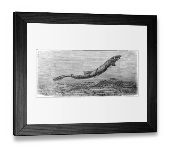 Framed Print : Dogfish (Scyllium catulus) Framed Print : Dogfish (Scyllium catulus)