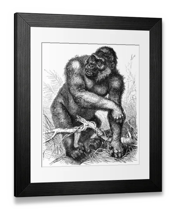Framed Print : Western gorilla (Gorilla gorilla) Framed Print : Western gorilla (Gorilla gorilla)