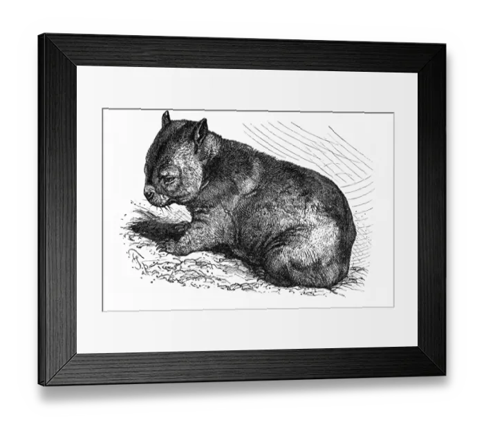 Framed Print : Wombat (Phascolomys fossor) Framed Print : Wombat (Phascolomys fossor)
