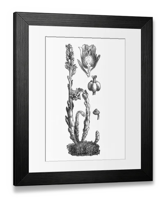 Framed Print : Dutchmans Pipe or Pinesap (Monotropa hypopitys) Framed Print : Dutchmans Pipe or Pinesap (Monotropa hypopitys)