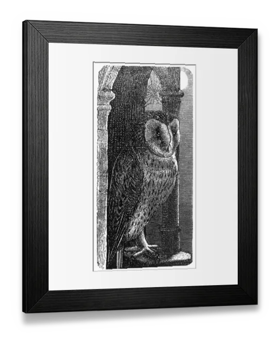 Framed Print : Barn Owl (Strix flammea)
