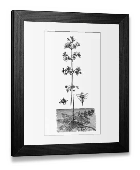 Framed Print : Aquatic flower (Hottonia palustris) Framed Print : Aquatic flower (Hottonia palustris)
