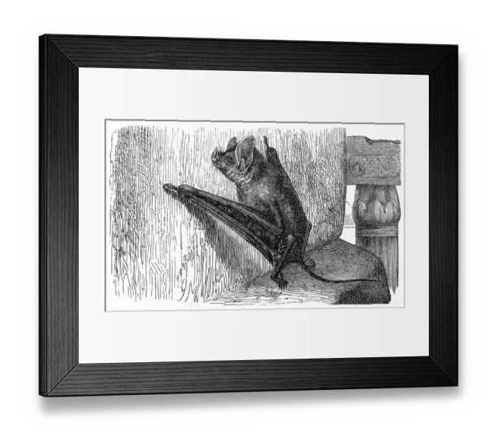 Framed Print : The greater mouse-tailed bat (Rhinopoma microphyllum)