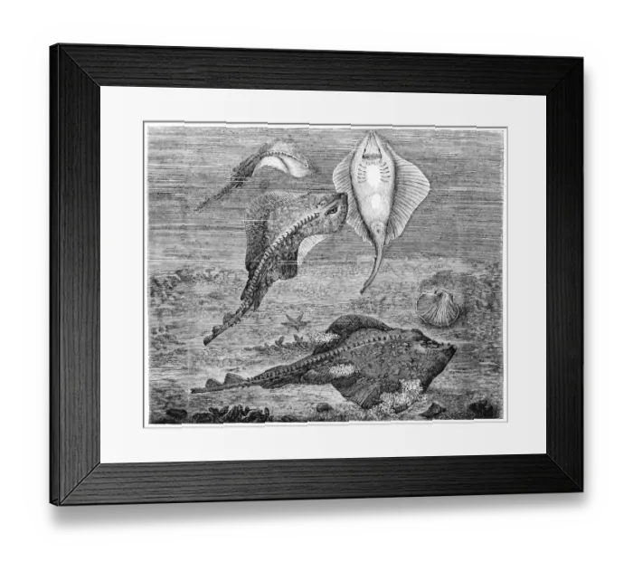 Framed Print : Raja clavata Framed Print : Raja clavata