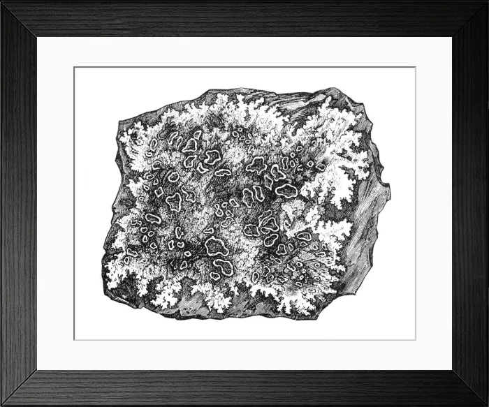Framed Print : Parmeliella on wall Framed Print : Parmeliella on wall