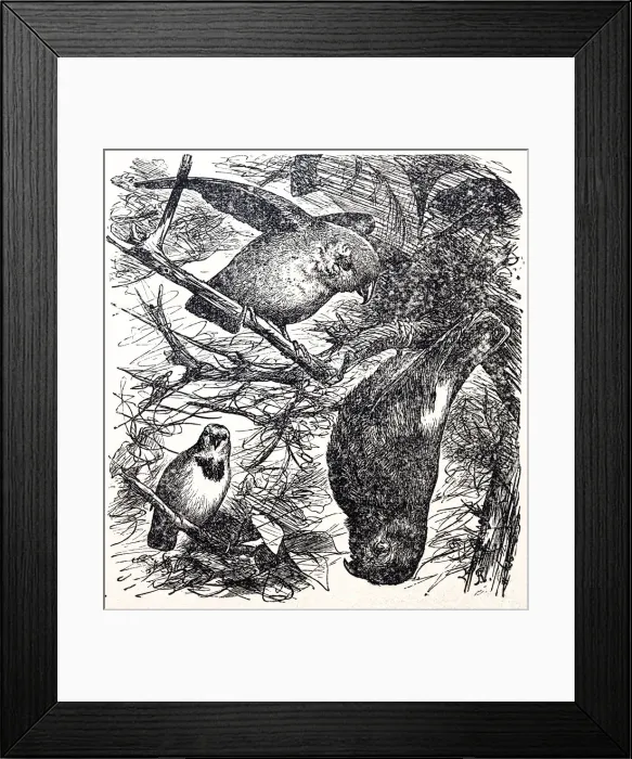 Framed Print : Hand-drawing parrots sitting on branch Framed Print : Hand-drawing parrots sitting on branch