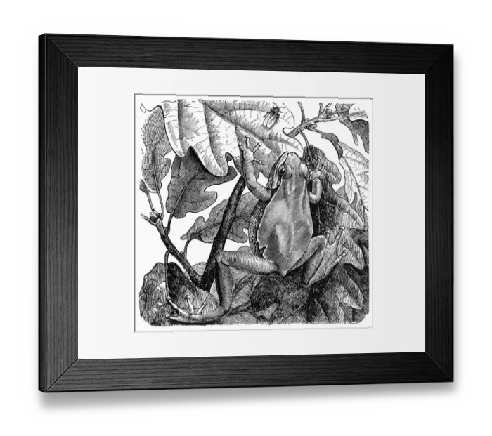 Framed Print : European tree frog (Hyla arborea) Framed Print : European tree frog (Hyla arborea)