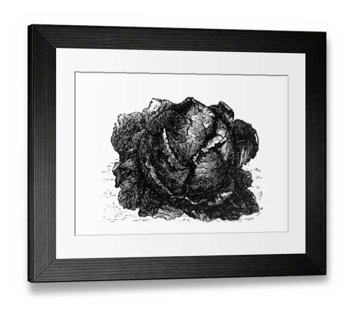 Framed Print : Cabbage. Illustration engraving of a Cabbage Framed Print : Cabbage. Illustration engraving of a Cabbage