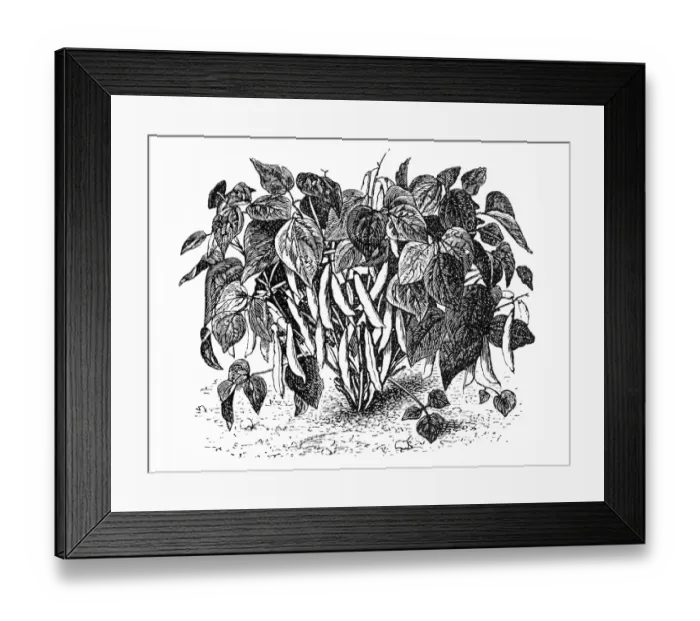 Framed Print : Algerian bush bean Framed Print : Algerian bush bean