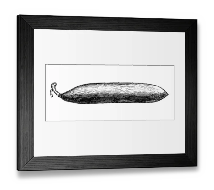 Framed Print : Cucumber (Cucumis sativus) Framed Print : Cucumber (Cucumis sativus)