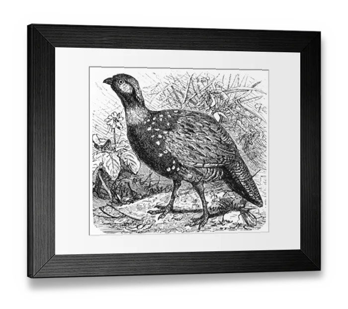 Framed Print : Francolin Pheasant (Pternistis vulgaris) Framed Print : Francolin Pheasant (Pternistis vulgaris)