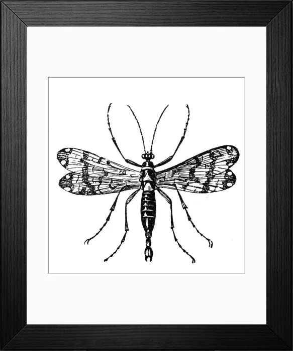 Framed Print : Scorpionfly (Panorpa communis) Framed Print : Scorpionfly (Panorpa communis)
