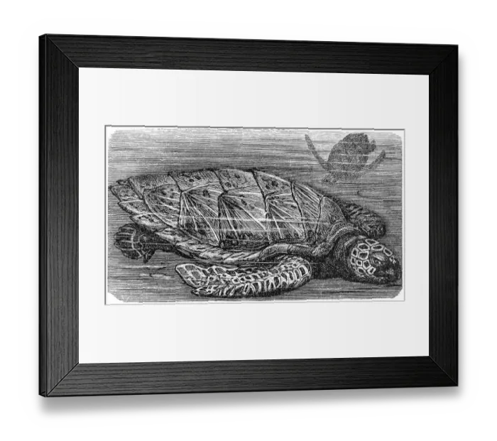 Framed Print : hawksbill sea turtle (Eretmochelys imbricata) Framed Print : hawksbill sea turtle (Eretmochelys imbricata)