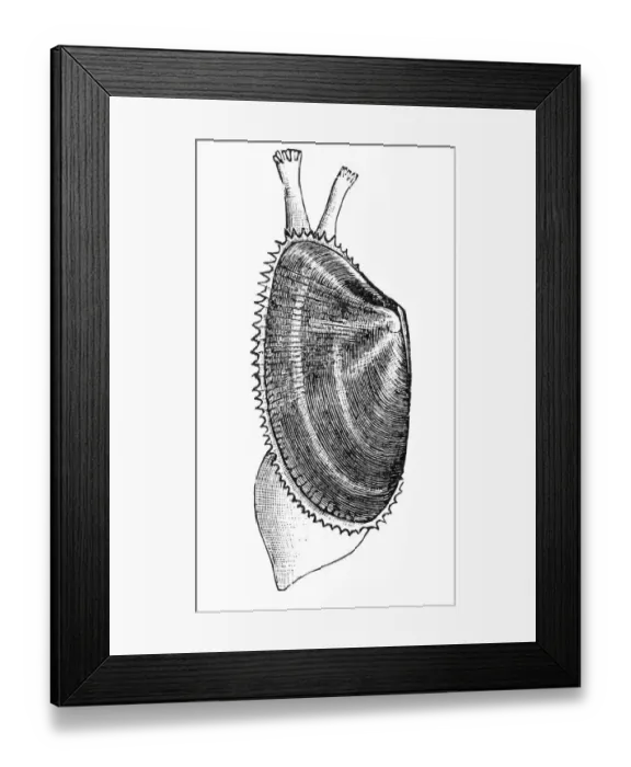 Framed Print : Donax trunculus (abrupt wedge shell, wedge clam)