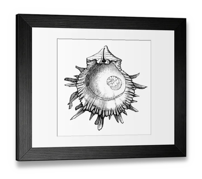 Framed Print : Spondylus gaederopus seashell conch shell Framed Print : Spondylus gaederopus seashell conch shell