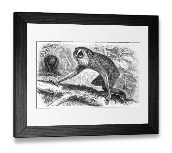 Framed Print : Slender Loris or Loris tardigradus Framed Print : Slender Loris or Loris tardigradus