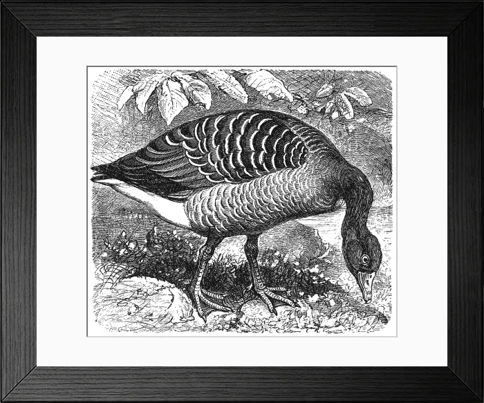 Framed Print : Greylag Goose (Anser anser) Framed Print : Greylag Goose (Anser anser)