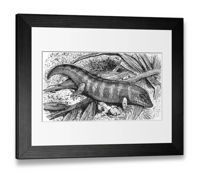Framed Print : Skink pharmacists (Scincus officinalis) Framed Print : Skink pharmacists (Scincus officinalis)