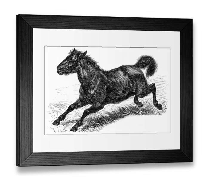 Framed Print : Tarpan (Equus ferus ferus) Framed Print : Tarpan (Equus ferus ferus)