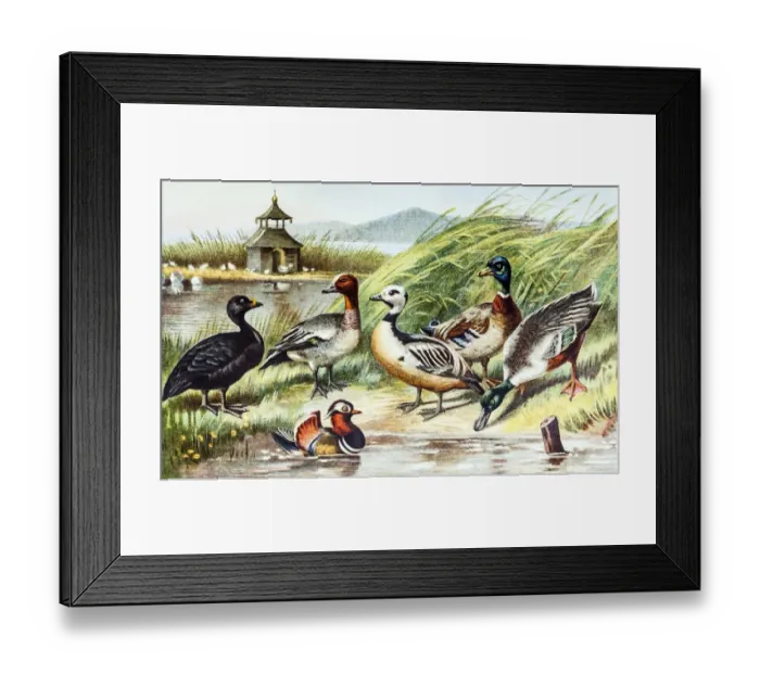 Framed Print : Birds - Ducks Framed Print : Birds - Ducks