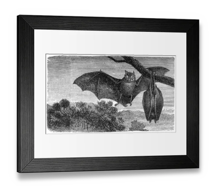 Framed Print : Greater Horseshoe Bat (Rhinolophus ferrumequinum) Framed Print : Greater Horseshoe Bat (Rhinolophus ferrumequinum)