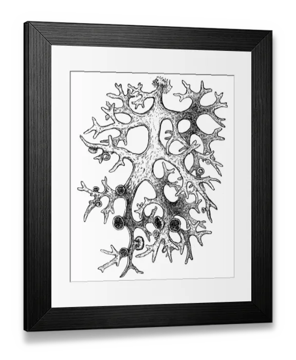 Framed Print : oakmoss (Evernia prunastri) Framed Print : oakmoss (Evernia prunastri)