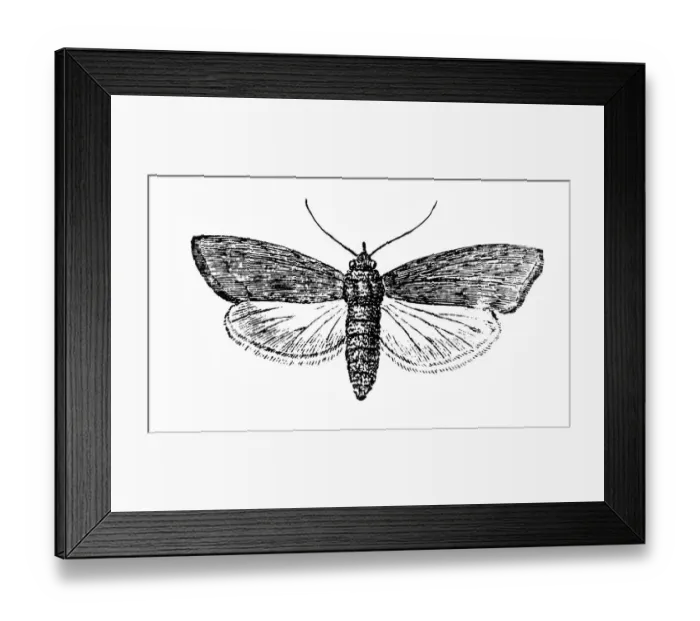 Framed Print : Ant bee. Illustration of a Ant bee Framed Print : Ant bee. Illustration of a Ant bee