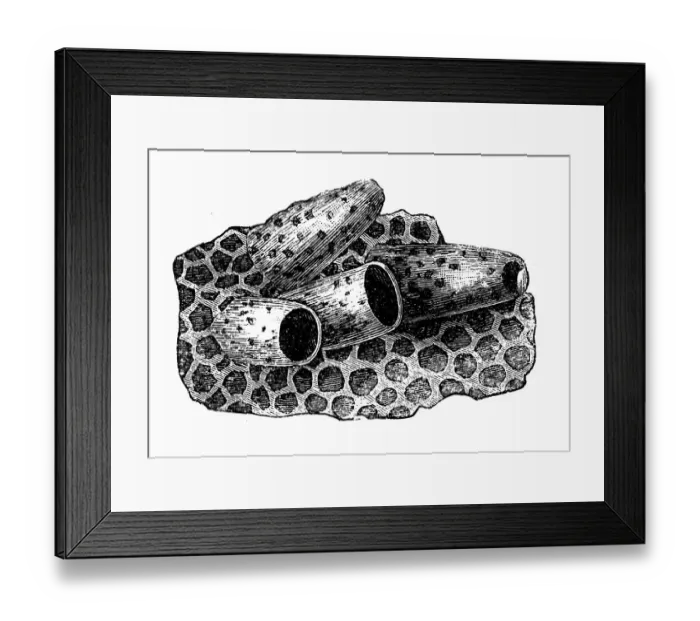 Framed Print : Cell of the queen Framed Print : Cell of the queen