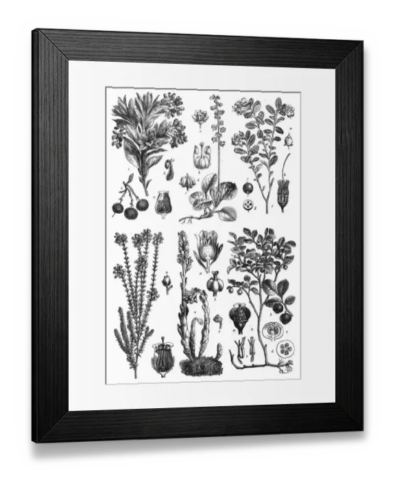 Framed Print : Dicotyledons: Sympetalae Framed Print : Dicotyledons: Sympetalae