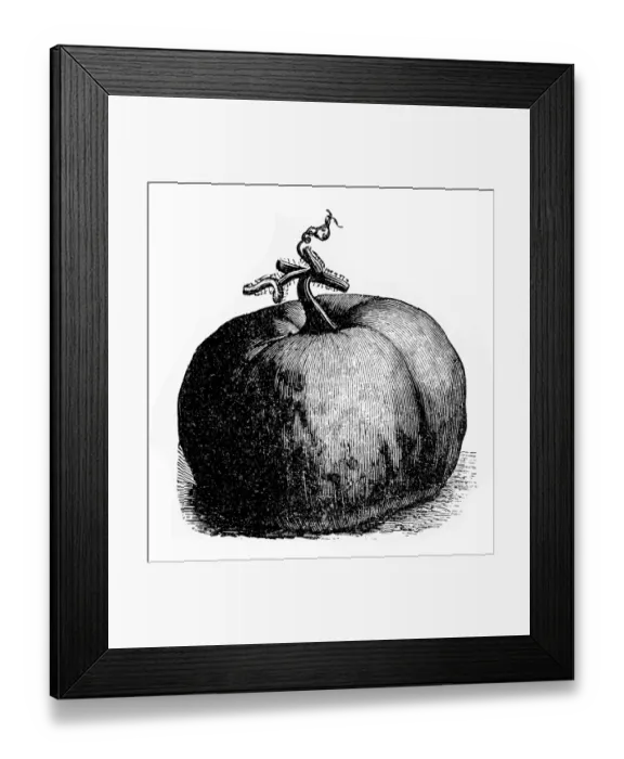 Framed Print : Pumpkin. Antique illustration of a pumpkin Framed Print : Pumpkin. Antique illustration of a pumpkin
