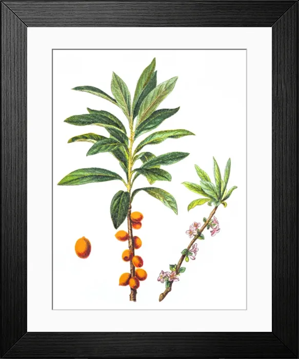 Framed Print : Daphne mezereum Framed Print : Daphne mezereum