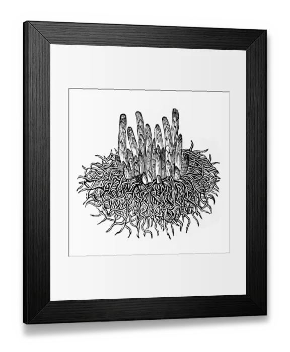 Framed Print : Asparagus (Asparagus officinalis) Framed Print : Asparagus (Asparagus officinalis)